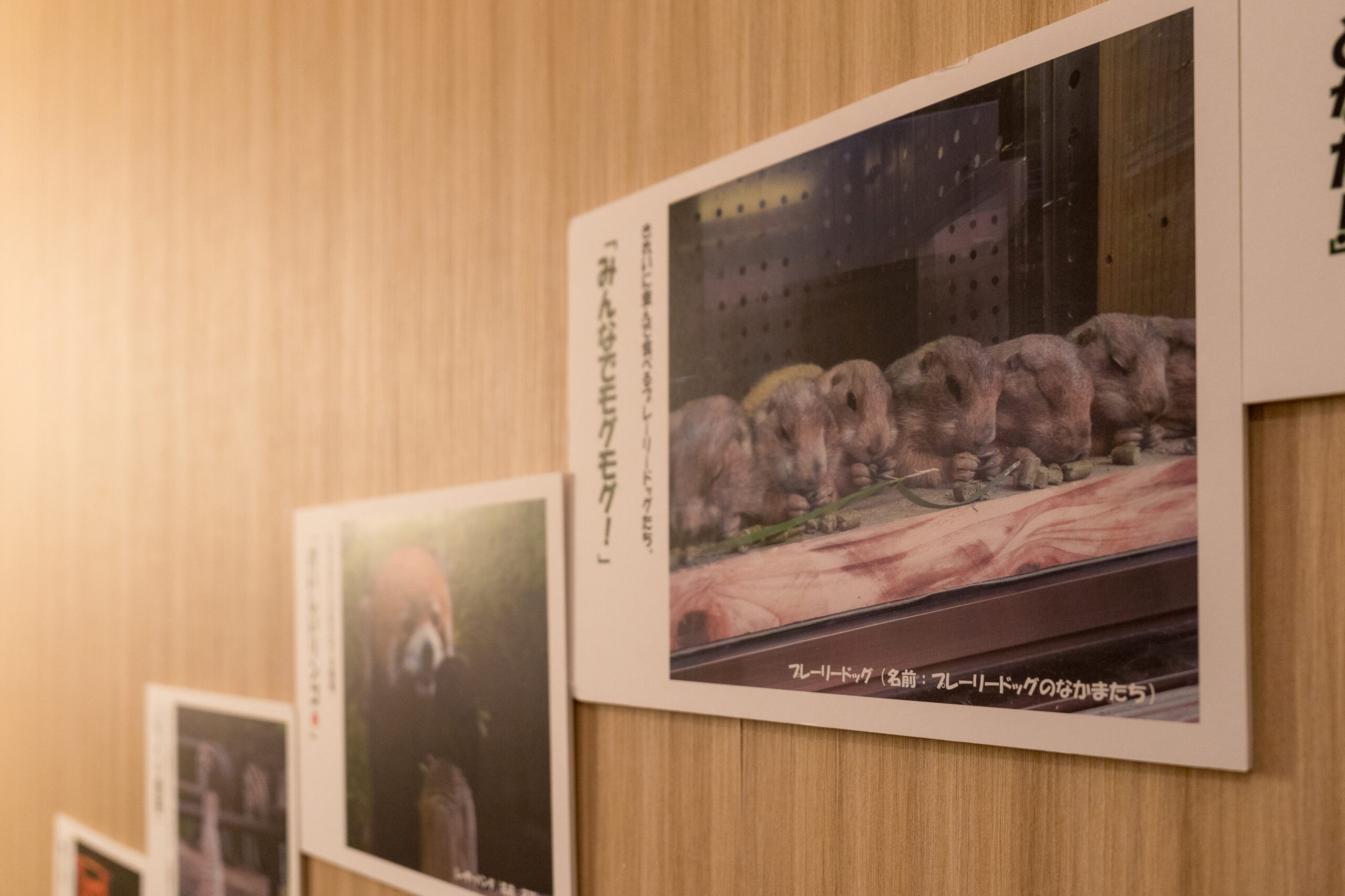 動物たちの表情豊かな瞬間を捉えた写真。