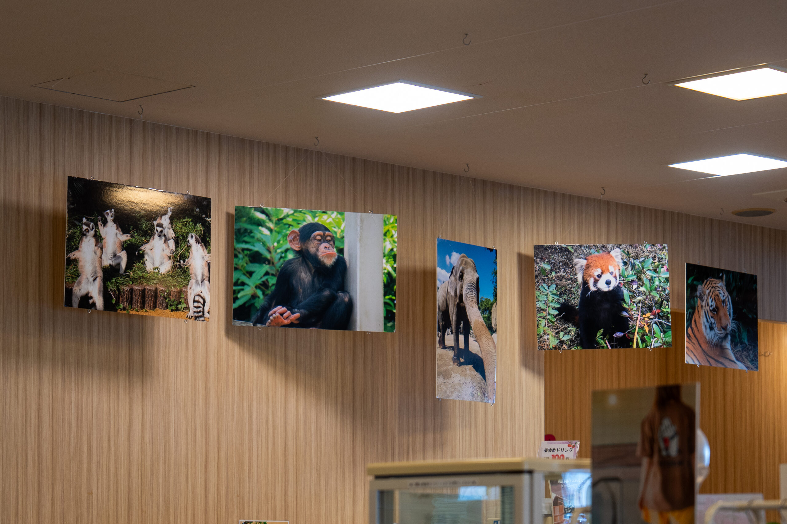 照葉スパリゾート門司店の館内壁面に展示された、到津の森公園の動物写真パネル。
