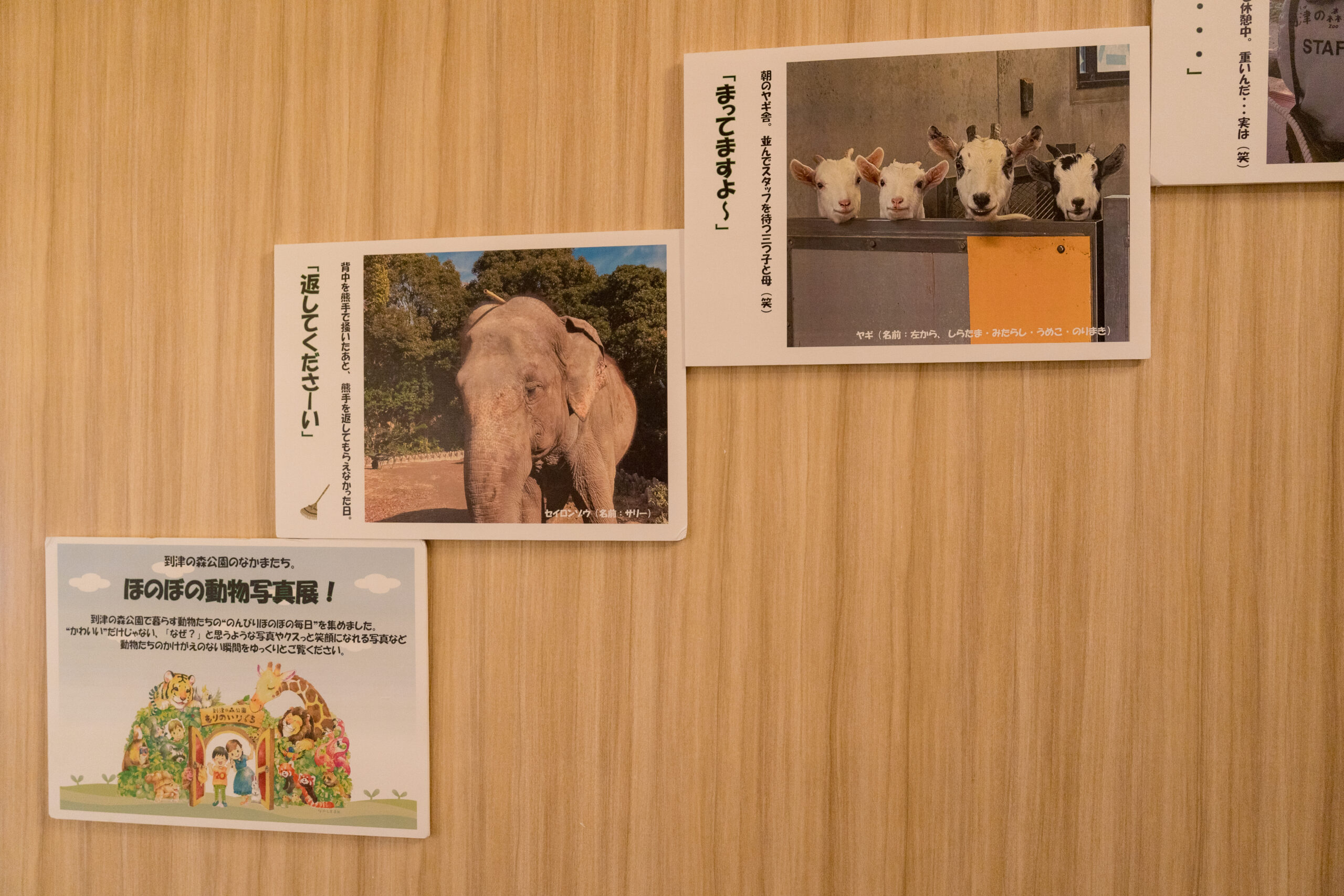 到津の森公園の動物写真展示の様子。